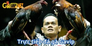 trực tiếp đá gà