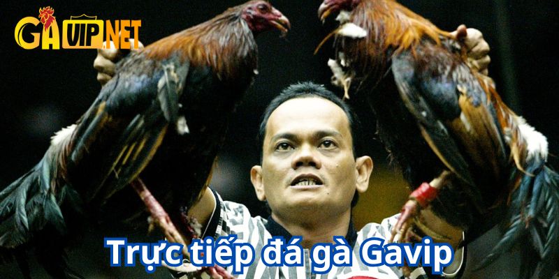 trực tiếp đá gà