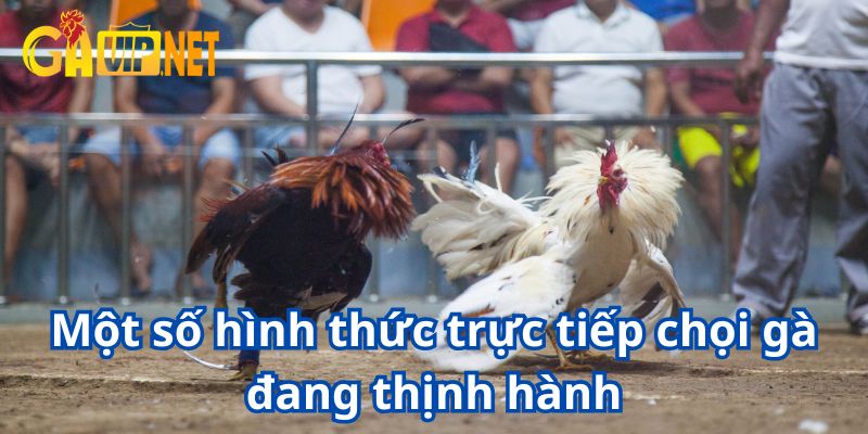 trực tiếp đá gà