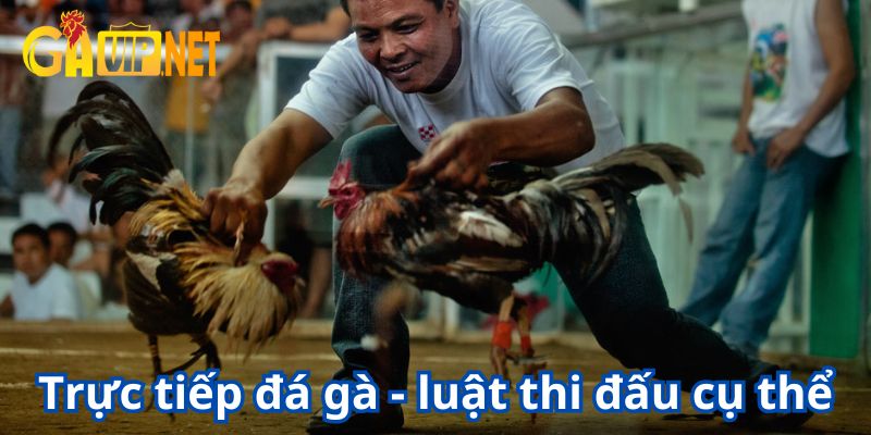 trực tiếp đá gà