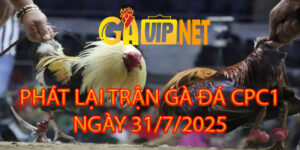 PHÁT LẠI TRỰC TIẾP ĐÁ GÀ CPC1 31/7/2025