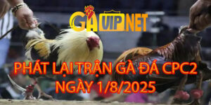 PHÁT LẠI TRỰC TIẾP ĐÁ GÀ CPC2 1/8/2025