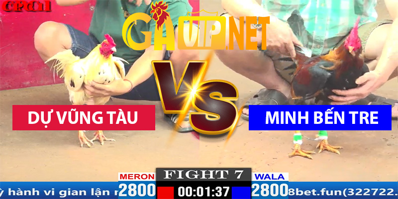 dự vũng tàu mình bên tre gavip