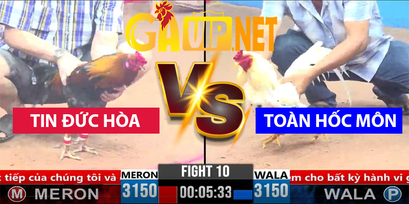 má minh thả gà tin đức hòa hạ toàn hốc môn