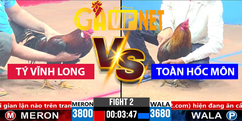 tý vĩnh long gặp toàn hốc môn