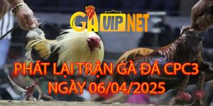 phát lại gà dá cpc2 gaivip net 6-4