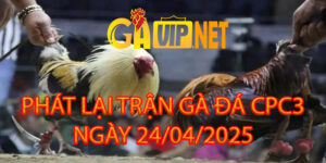PHÁT LẠI TRỰC TIẾP ĐÁ GÀ CPC3 24/4/2025