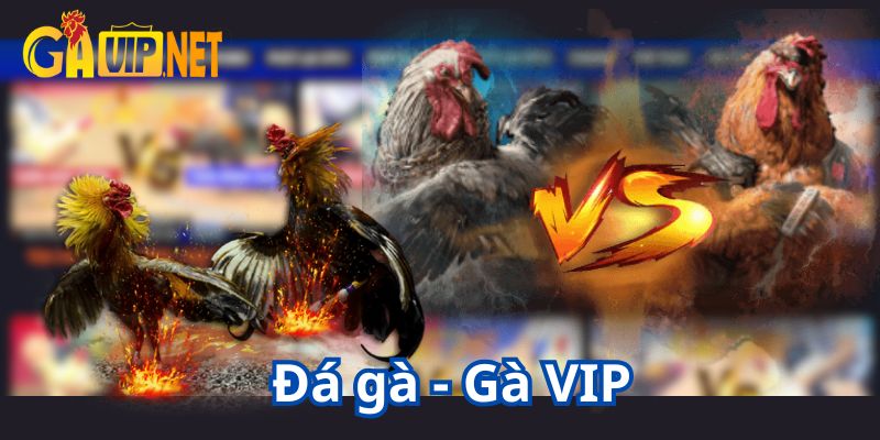 gavip